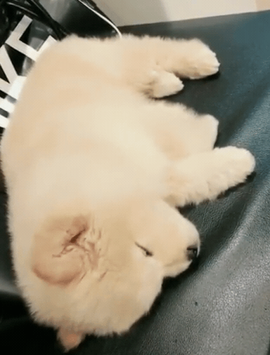 공평하게 자기전에 봐야할 댕댕이 모음 | 인스티즈