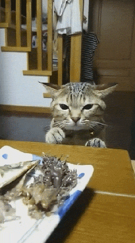 클로이김(15) 금메달 환상적인 연기 | 인스티즈