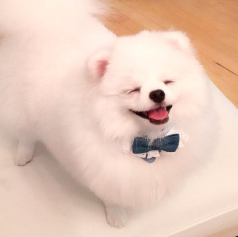 공평하게 자기전에 봐야할 댕댕이 모음 | 인스티즈