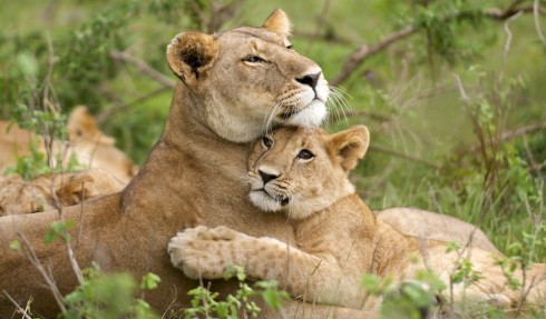 사자의 모성애.jpg | 인스티즈