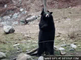 생각보다 직립보행을 잘하는 동물친구.jpgif | 인스티즈