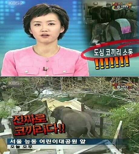 국내 허언검증4대장 | 인스티즈