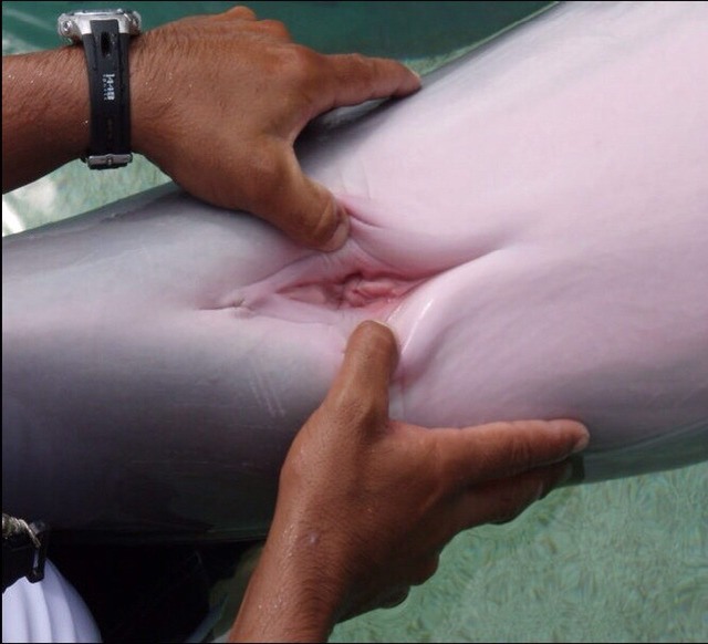 고래 생식기 (혐오주의) | 인스티즈