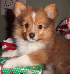 셔틀랜드 쉽독(셀티)+포메라니안 =포시(poshie).twt | 인스티즈