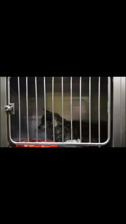 낼 안락사인데 문의한통 없대ㅠㅠㅠ 아직 살날이 훨씬 많은 아가들 제발 보구가줘!!.. | 인스티즈