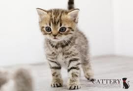 쉽게 이해하는 고양이에 관한 이야기 1 | 인스티즈