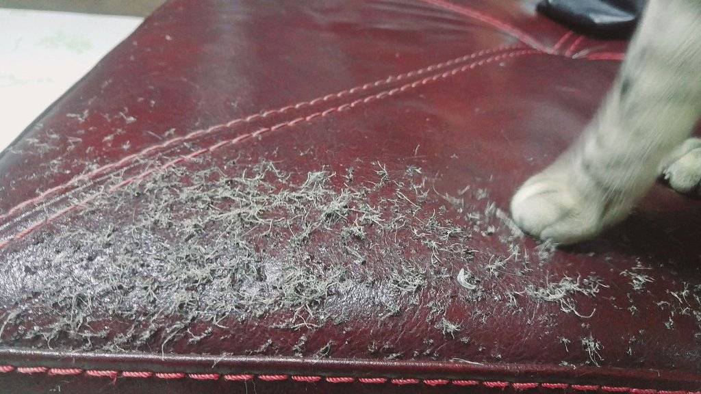 고양이가 알려주는 진짜 가죽 vs 인조 가죽 테스트 | 인스티즈