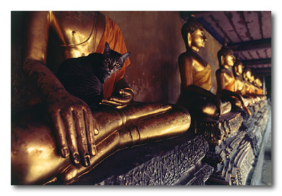 부처님과 고양이 | 인스티즈