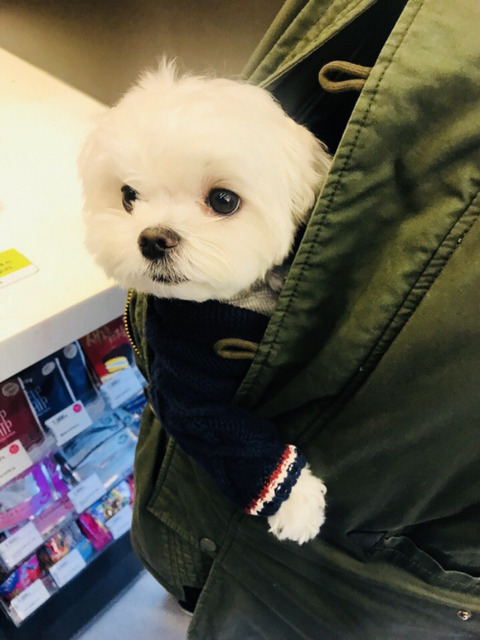 공평하게 자기전에 봐야할 댕댕이 모음 | 인스티즈