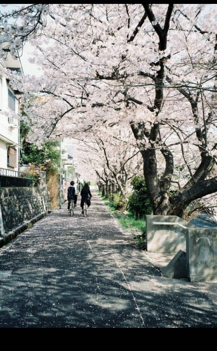 일본 특유의 봄 vs 여름 분위기 | 인스티즈