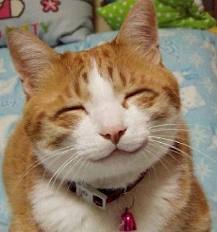 쉽게 이해하는 고양이에 관한 이야기 1 | 인스티즈