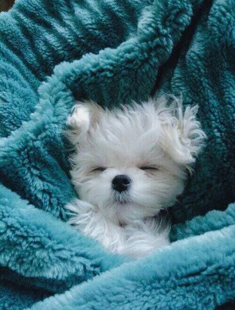 공평하게 자기전에 봐야할 댕댕이 모음 | 인스티즈