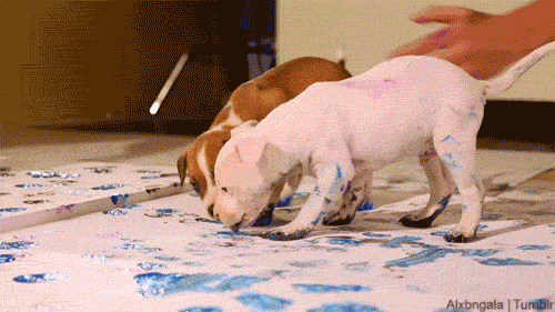 심장폭행하는 댕댕이들 | 인스티즈