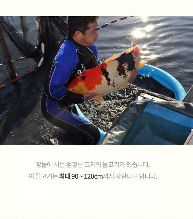 코이의 법칙 | 인스티즈