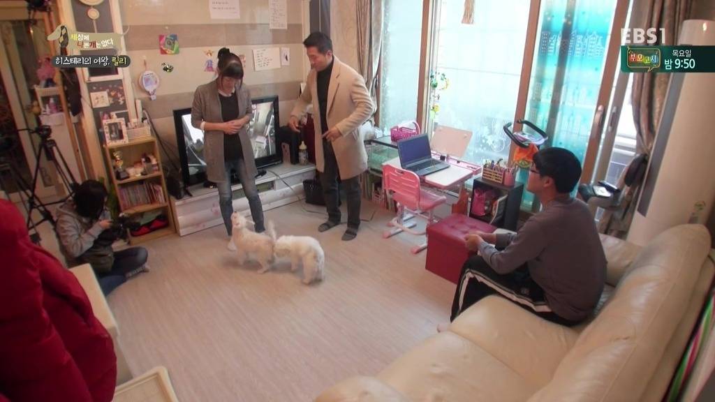 [세상에나쁜개는없다] 가족들에게 짖고 무는 강아지 릴리햏 | 인스티즈