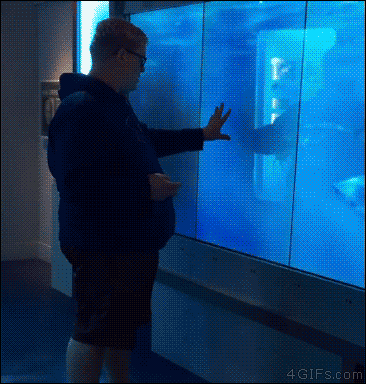 무서운 상어 | 인스티즈