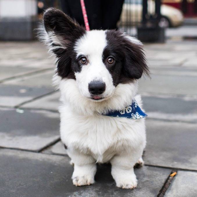 산책하면서 신난 멍뭉이 | 인스티즈