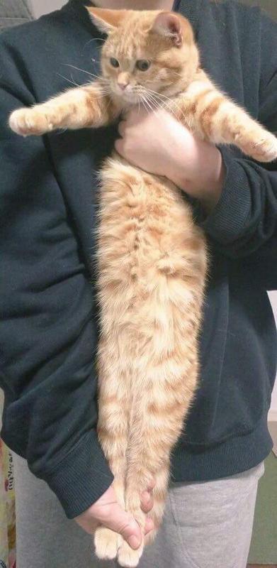 멍멍이와 냥이의 스트레칭 | 인스티즈