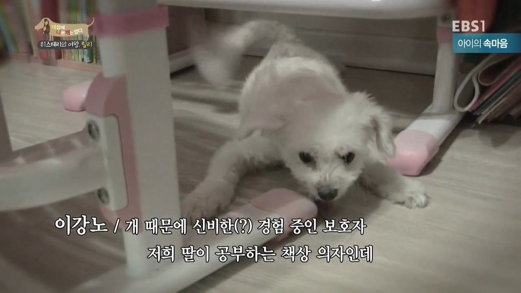 [세상에나쁜개는없다] 가족들에게 짖고 무는 강아지 릴리햏 | 인스티즈