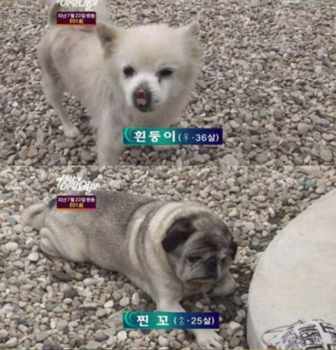 세상에 이런일이에 나온 강아지 나이 | 인스티즈