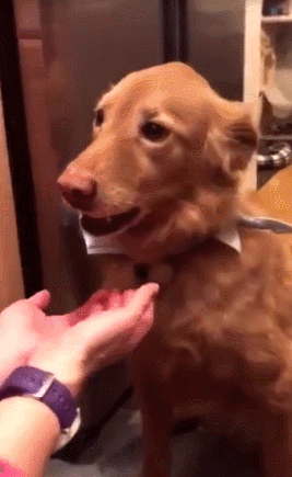 귀여운 인절미들 | 인스티즈