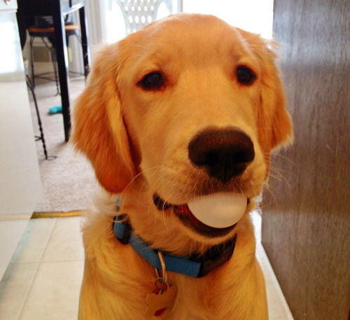 귀여운 인절미들 | 인스티즈