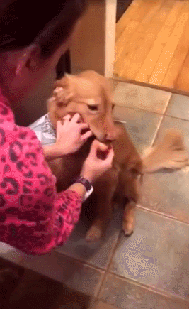 귀여운 인절미들 | 인스티즈