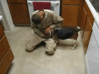 파병갔다온 군인 맞이하는 댕댕이vs냥이...gif | 인스티즈