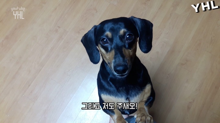 댕댕이 동기부여 영상 | 인스티즈