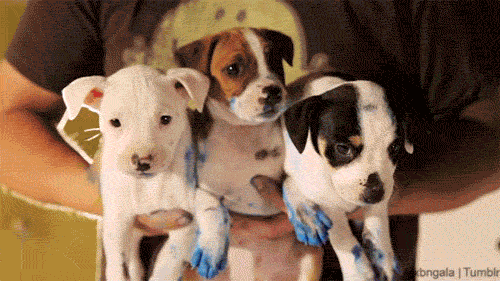 심장폭행하는 댕댕이들 | 인스티즈