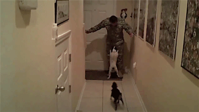 파병갔다온 군인 맞이하는 댕댕이vs냥이...gif | 인스티즈