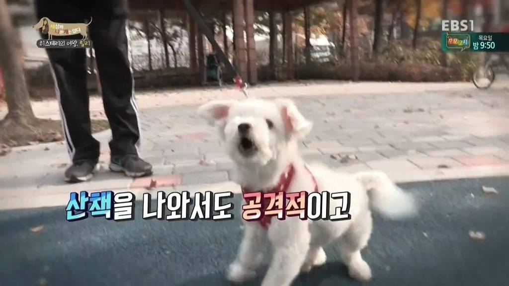 [세상에나쁜개는없다] 가족들에게 짖고 무는 강아지 릴리햏 | 인스티즈