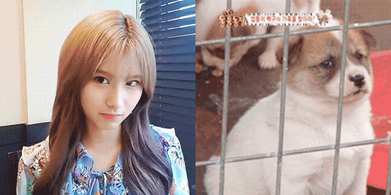 댕댕이닮은 사나 모음 | 인스티즈