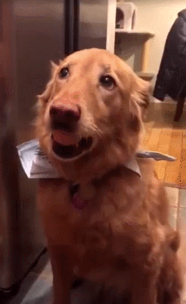 귀여운 인절미들 | 인스티즈