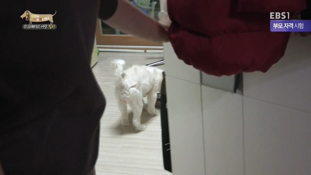 [세상에나쁜개는없다] 가족들에게 짖고 무는 강아지 릴리햏 | 인스티즈