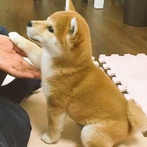 댕댕이닮은 사나 모음 | 인스티즈