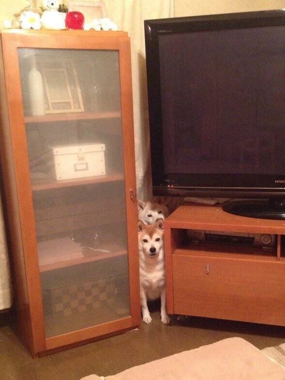 추워하는 시바견 | 인스티즈