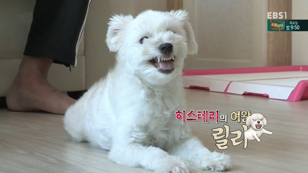 [세상에나쁜개는없다] 가족들에게 짖고 무는 강아지 릴리햏 | 인스티즈
