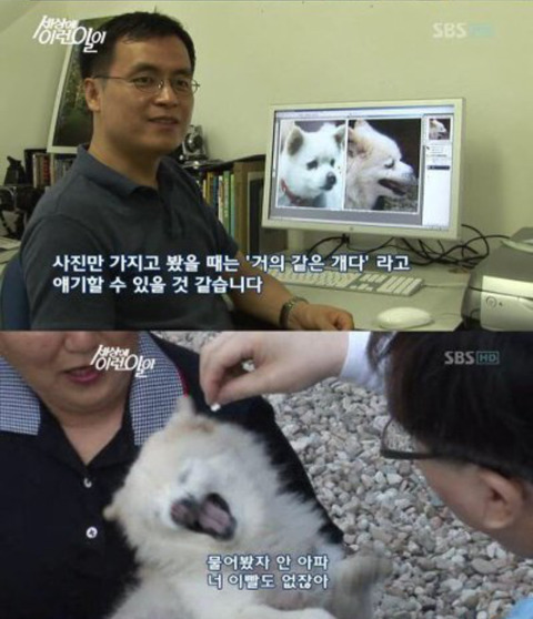 세상에 이런일이에 나온 강아지 나이 | 인스티즈