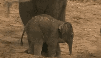 어른에게 차이는 아기.gif | 인스티즈