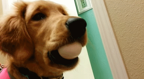 귀여운 인절미들 | 인스티즈