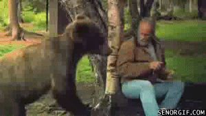 곰은 절대 위험한 동물이 아닙니다 | 인스티즈