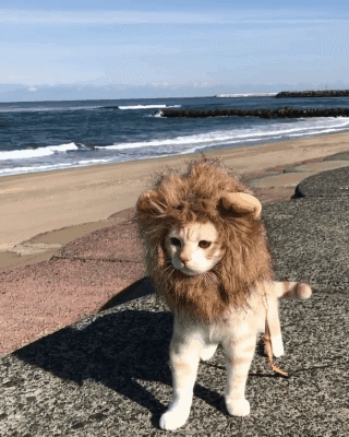 갈기가 난 아기 숫사자.gif | 인스티즈