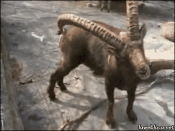 사슴 뿔 함부로 만지면 안되는 이유...gif | 인스티즈