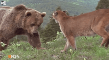 새끼들을 지키려는 엄마퓨마vs곰 | 인스티즈