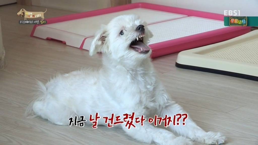 [세상에나쁜개는없다] 가족들에게 짖고 무는 강아지 릴리햏 | 인스티즈