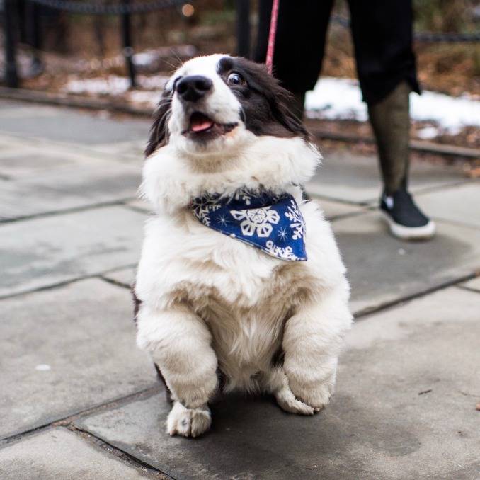 산책하면서 신난 멍뭉이 | 인스티즈