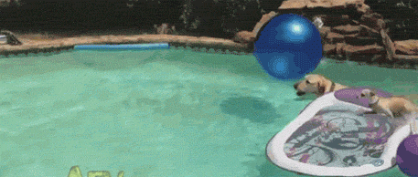 심장폭행하는 댕댕이들 | 인스티즈