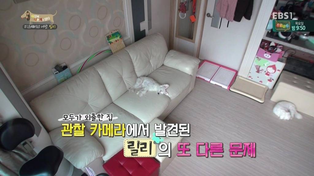 [세상에나쁜개는없다] 가족들에게 짖고 무는 강아지 릴리햏 | 인스티즈