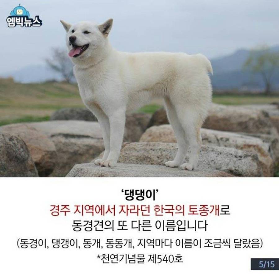 댕댕이는 신라시대 때부터 쓰던 말? | 인스티즈